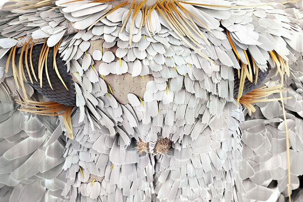 نگاهی به چشمان میکروسکوپی حشره‌ها