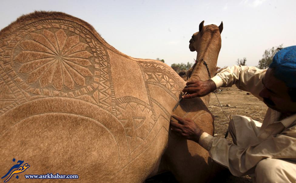 هنرنمایی بر روی شتر (عکس)