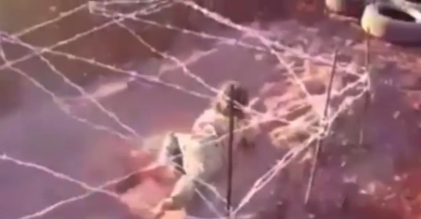 سینه خیز ماهرانه کودک داعشی میان گلوله و سیم خاردار (+عکس)