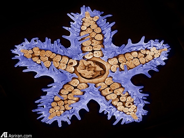 شکار لحظهها در دنیای کوچک اطراف ما شکار لحظهها در دنیای کوچک اطراف ما