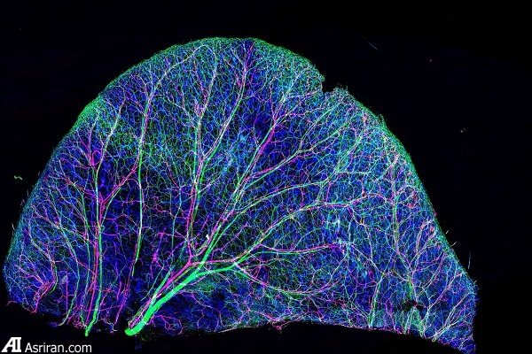 شکار لحظهها در دنیای کوچک اطراف ما شکار لحظهها در دنیای کوچک اطراف ما
