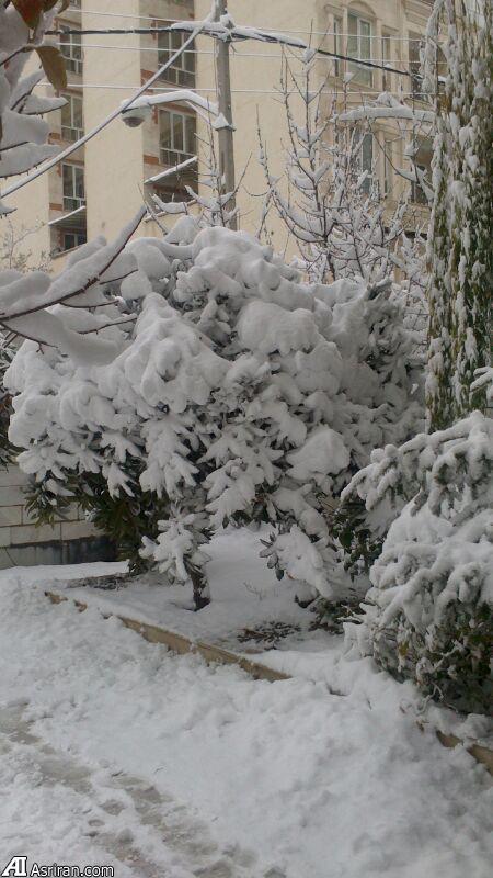 برف در شهرک نفت تهران (عکس)
