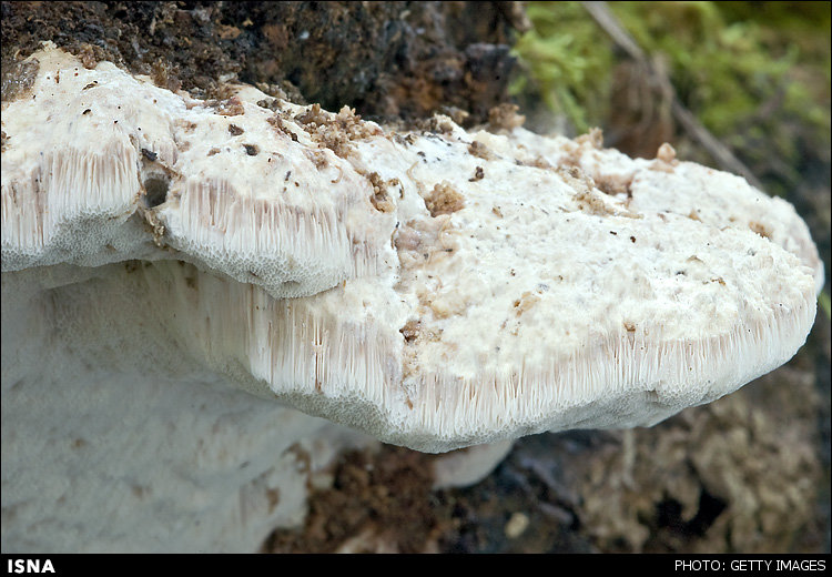 دانشمندان از قارچ باتری تولید میکنند! دانشمندان از قارچ باتری تولید میکنند!