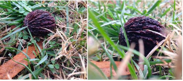 6 ترفند برای عکاسی بهتر با آیفون 6 ترفند برای عکاسی بهتر با آیفون