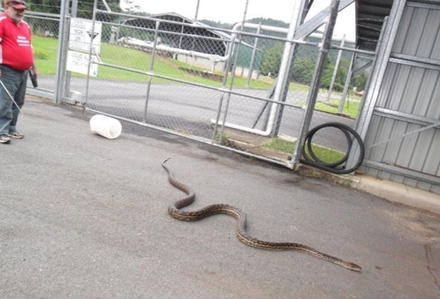 ورود مار 5.2 متری به اتاق خواب (+عکس)