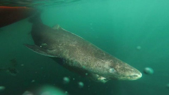 رکورددار طول عمر در بین مهره‌داران