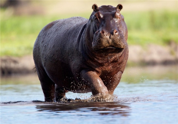 کُشنده‌ترین حیوانات موجود روی زمین (+عکس)