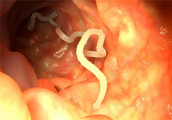 کُشنده‌ترین حیوانات موجود روی زمین (+عکس)