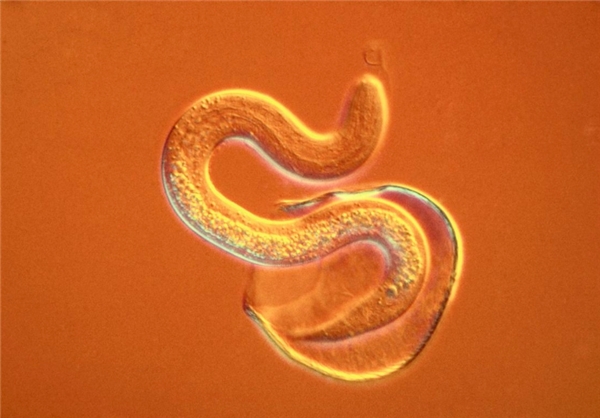 کُشنده‌ترین حیوانات موجود روی زمین (+عکس)