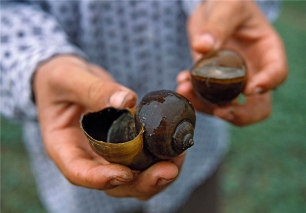 کُشنده‌ترین حیوانات موجود روی زمین (+عکس)