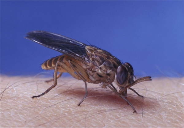 کُشنده‌ترین حیوانات موجود روی زمین (+عکس)