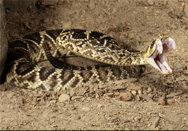 کُشنده‌ترین حیوانات موجود روی زمین (+عکس)