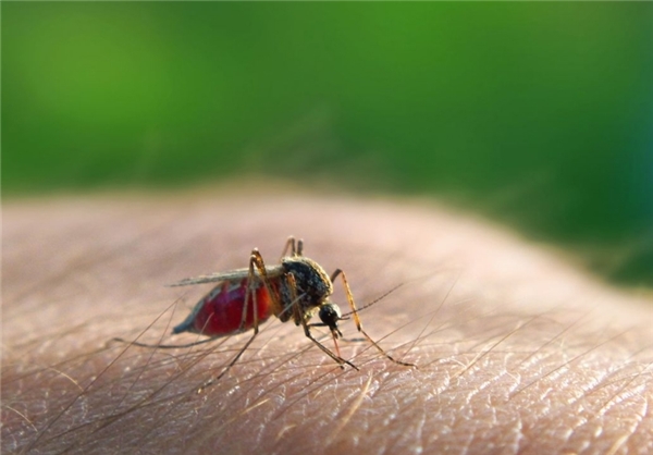 کُشنده‌ترین حیوانات موجود روی زمین (+عکس)