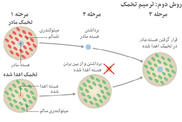 به دنیا آمدن یک نوزاد با روش سه والد (+عکس)