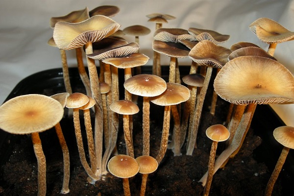 کاهش اضطراب و افسردگی ناشی از سرطان با یک ترکیب قارچی کاهش اضطراب و افسردگی ناشی از سرطان با یک ترکیب قارچی