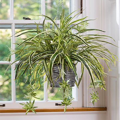 گیاهان موثر در رفع آلودگی هوا را بیشتر بشناسید (+عکس)