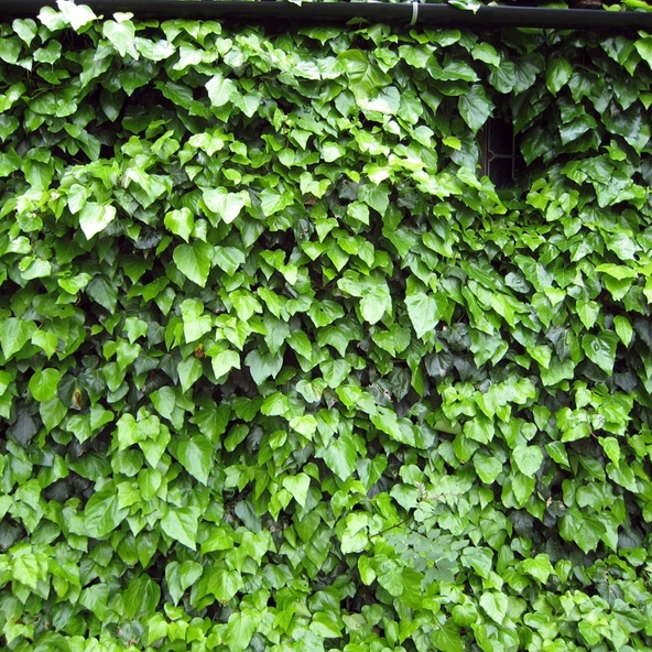 گیاهان موثر در رفع آلودگی هوا را بیشتر بشناسید (+عکس)