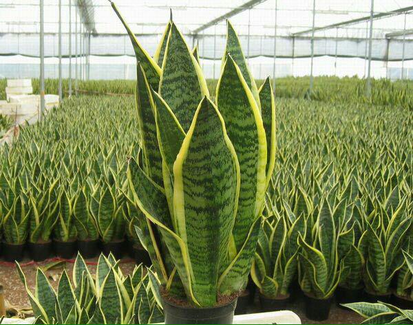 گیاهان موثر در رفع آلودگی هوا را بیشتر بشناسید (+عکس)