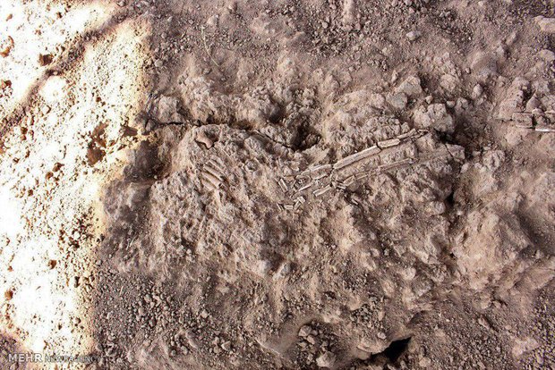 کشف اسکلت های دوران ساسانیان در شیراز/ قدمت شهر حافظ به 6500 سال رسید