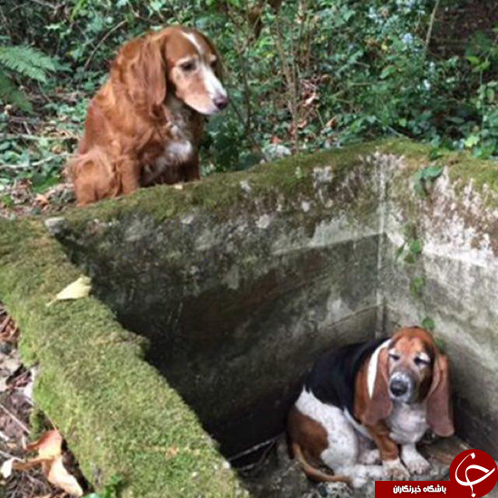 دوستی این سگ مثال زدنی است (+عکس)