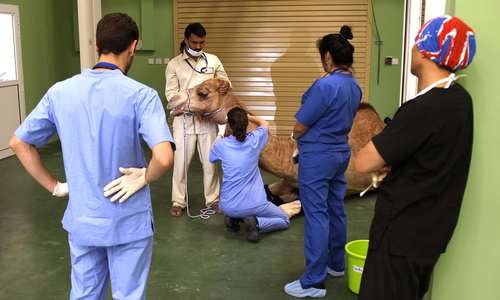 ایجاد اولین بیمارستان شتر جهان در دبی (+عکس)