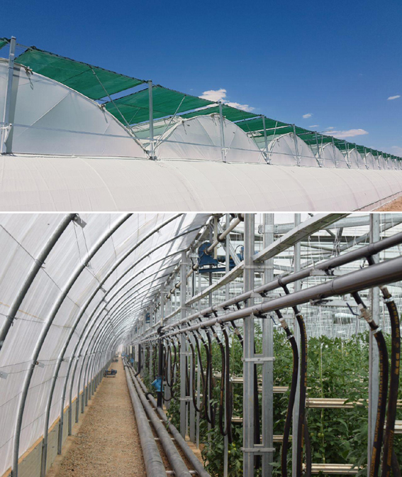 ضرورت توسعه کشت گلخانه&zwnj;ای برای مدیریت منابع آبی