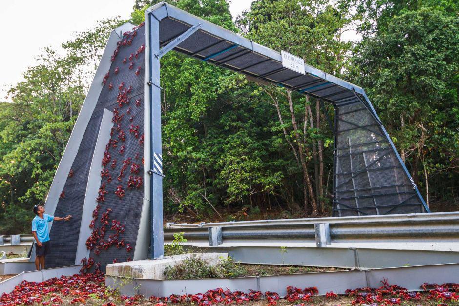 پلی که برای عبور خرچنگ ها در هلند ساخته شده است (عکس)