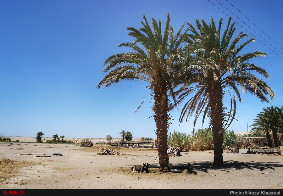 کشاورزان سیستانی: هرکه توانسته زندگی&zwnj;اش را فروخته و رفته/ دولت به داد مردم نرسد، آب خوردن هم باقی نمی&zwnj;ماند
