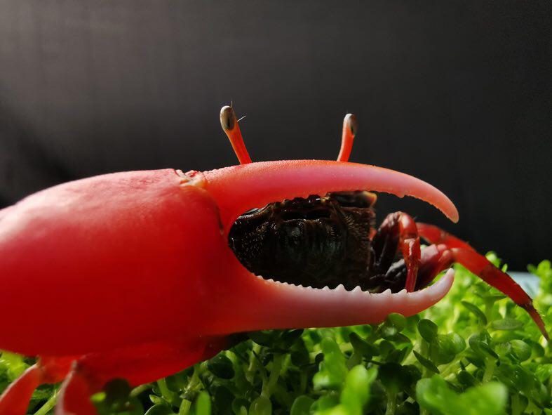 این گوشی هنرمند درونتان را بیدار می&zwnj;کند