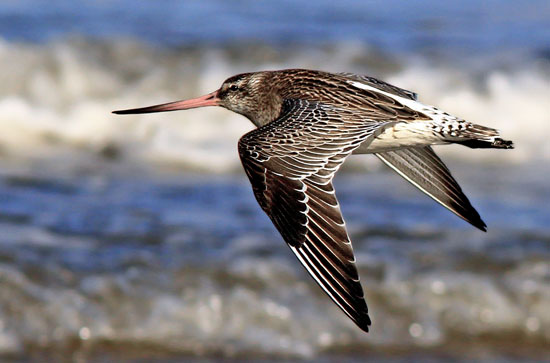 طولانیترین مهاجرتها در دنیای حیوانات (+عکس) طولانیترین مهاجرتها در دنیای حیوانات (+عکس)