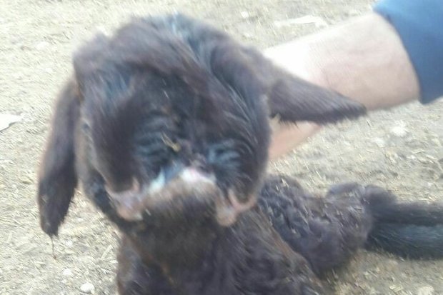 تولد بره 2 سر و 3 چشم در پلدختر (+عکس)