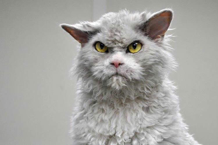 عصبانی ترین گربه دنیا (عکس)