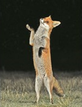 رقص روباه در تاریکی