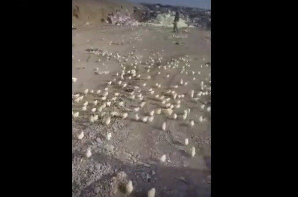 جوجه شدن تخممرغهای دور ریخته در گرجستان! (+عکس)