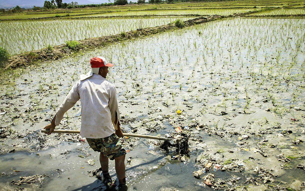 ممنوعیت کشت برنج، چرا و چگونه؟/دولت، مشوّق هایی را برای کشت جایگزین در نظر بگیرد/باید با کم آبی و کم بارشی، عقلانی رفتار کنیم