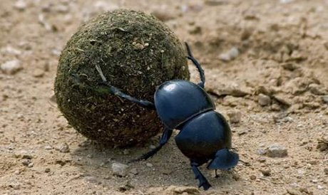 ما انسانیم نه سرگین غلتانک! ما انسانیم نه سرگین غلتانک!