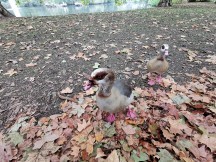 ررسی کاربردی دوربین گوشی Huawei 20