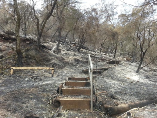 آتش، صنعت گردشگری استرالیا را سوزاند/ رسانهها خطاب به مردم: به استرالیا نیایید گردشگر استرالیا آتش سوزی