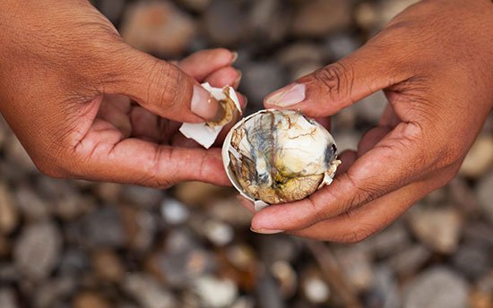 بالوت (Balut)، فیلیپین