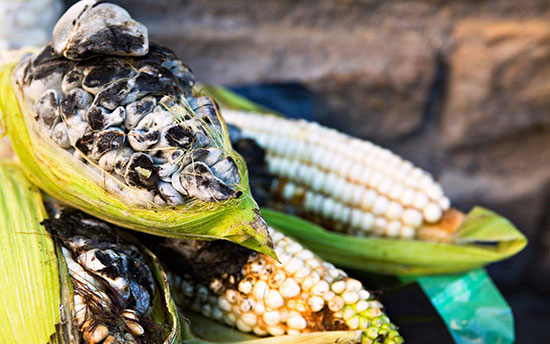 هویلاکوش (Huitlacoche)، مکزیک