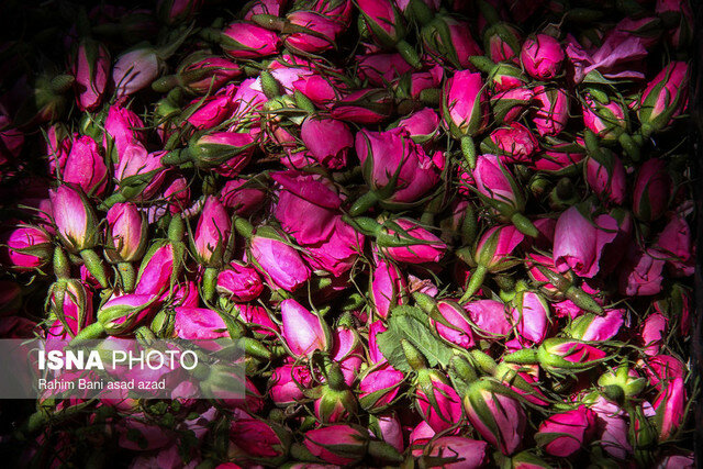 گیاهان دارویی