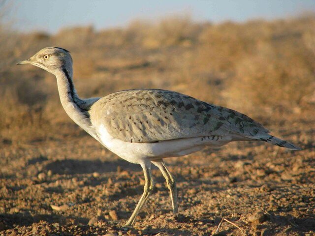 محیط زیست خراسان جنوبی: گونه&zwnj;های جانوری خراسان جنوبی در چنگال بلای انقراض/ چاره&zwnj;ای بیندیشیم