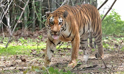 مرگ اعلام&zwnj; نشده یک ببر
