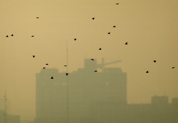 آلودگی هوا و یک راه&zwnj;حل مردمی