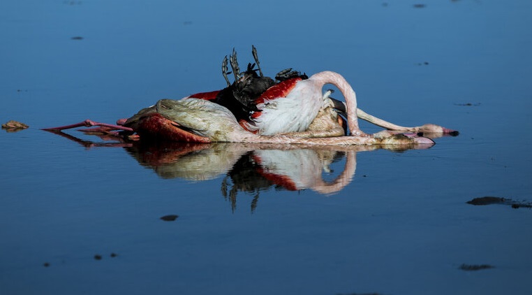 مرگ بیصدای پرندگان مهاجر در میانکاله/ چه کسی پرندگان را مسموم کرده است؟ میانکاله