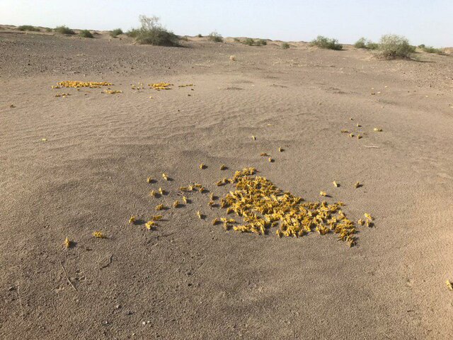 رئیس حفظ نباتات کشور: مشاهده ۱۴۸ بار ریزش ملخ به کشور