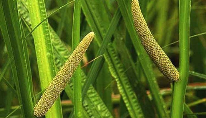 11 نسخه گیاهی برای مغز! 11 نسخه گیاهی برای مغز!