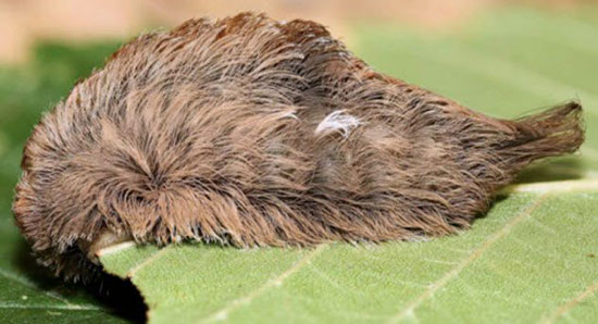 ترسناکترین و خطرناکترین حشرات جهان را بشناسید (+عکس) ترسناکترین و خطرناکترین حشرات جهان را بشناسید (+عکس)