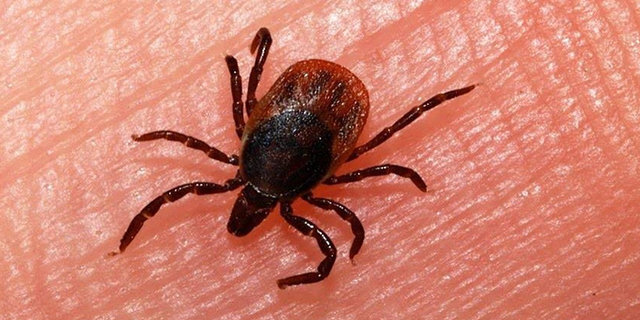 کاهش فوتی&zwnj;های تب کریمه کنگو نسبت به سال 97 / هشدار به کادر پزشکی بیمارستانی