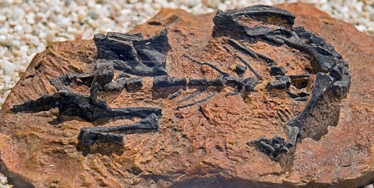 کشف فسیل 100 میلیون ساله گروهی از دایناسورها (+عکس) کشف فسیل 100 میلیون ساله گروهی از دایناسورها (+عکس)